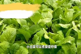 全球十大最佳蔬菜，你知道吗？图片