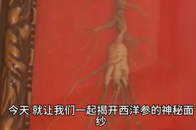 西洋参泡水喝，你真的了解吗？这些禁忌你必须知道！图片