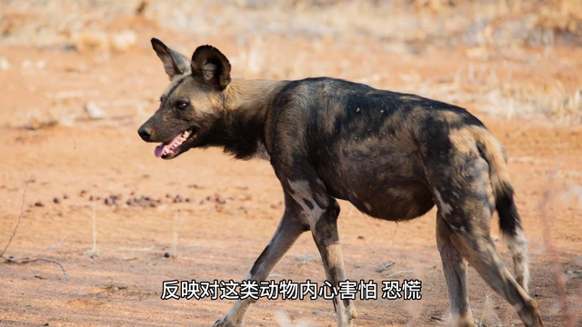 周公解梦之《梦见狗》，快看看你的梦有什么预兆！