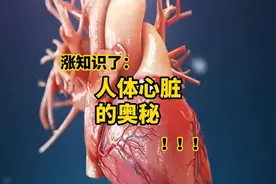 人体的“发动机”——心脏#科普图片