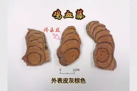 鸡血藤与大血藤的区别 怎么区别鸡血藤与大血藤#大血藤图片