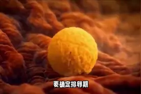 6种方法告诉你，什么时候是你的排卵期！图片