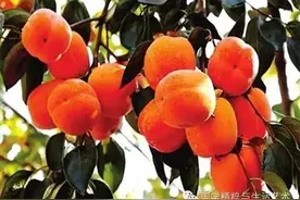 身体强弱决定着长寿吗？为什么常常虚弱者比强壮者更长寿？图片
