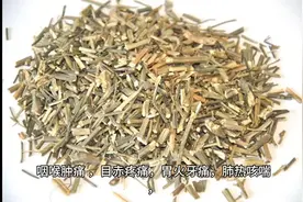 每日中药—穿心莲图片
