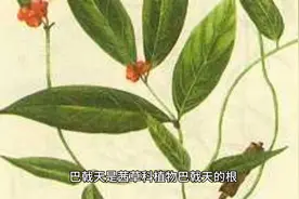 挑战365天学完中药（第324天  巴戟天）图片