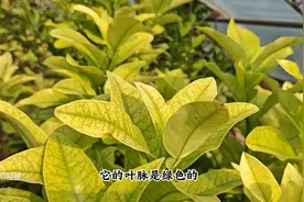 地栽多年的柚子，今年大面积“黄叶”，用错肥料就很难救活图片