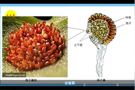 走进长白山石宝财宝用宝——远古化石植物肾精草图片
