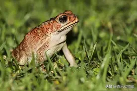 蟾蜍身上有剧毒，几乎没有天敌，为什么不会泛滥？图片