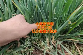 小麦拔节期，只用三招，就让小麦穗大粒多图片