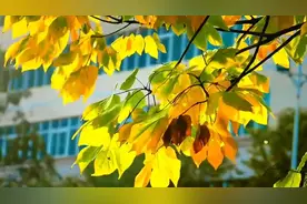 🔥2025年度最火歌曲《搀扶》超好听。图片