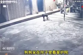狗狗突然间躁动不安，然后倒地不起，到底发生了什么图片