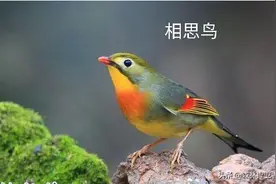 没养过鸟，想养一只有哪些好养的？图片