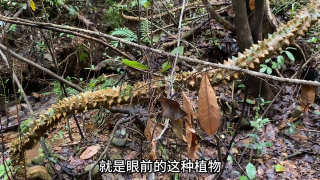 树上缠着一条20多米的过山龙，很多人一辈子没见过，拍给大家看看