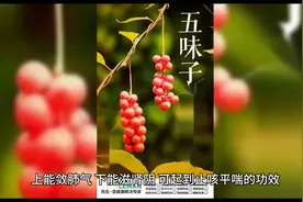 挑战365天学完中药（第365天  五味子）图片