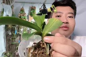 蝴蝶兰烂心颈腐败不要扔图片