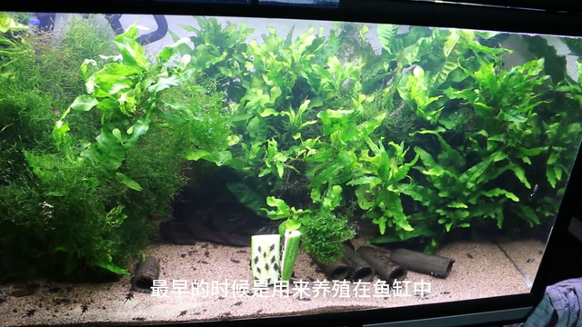 中国泛滥成灾的鱼，一条能毁灭河流生态环境，美国人惧怕无比
