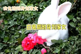 古村惊魂夜，白兔成精图片