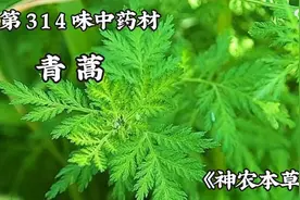 今天介绍第314味中药材，青蒿。图片