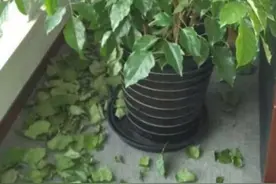 过年买了一盆幸福树，现在落叶厉害，每天喷水也不行，这是...图片