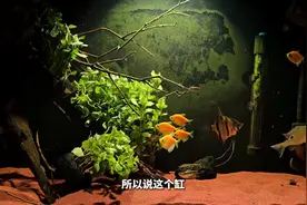 80鱼缸，40块水草造景！水罗兰！ #养鱼日记图片
