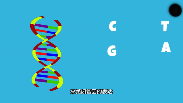 宝子们，肝在我们身体里有什么作用呢？