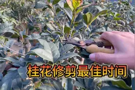 桂花修剪的最佳时间图片