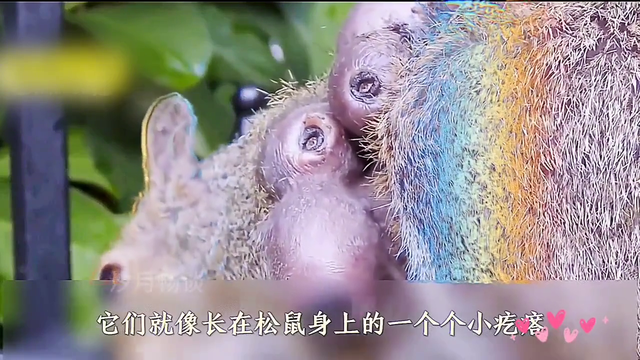 小松鼠背上被一堆马蝇幼虫寄生，清理过程好解压