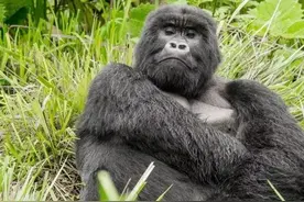 两猩一豹共赴黄泉，银背大猩猩临死前使出致命一击，一拳打碎颅骨图片