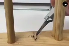 灭蚊#蚊子🦟的100种死法图片