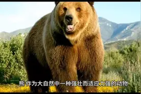 关于熊的认识#科普一下图片