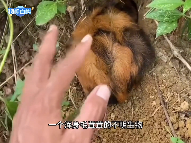 野外放牛的村民,居然在山坡的草丛中,抓到了非常奇怪的不明生物