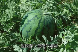 【大眼女星的瓜(13)】图片