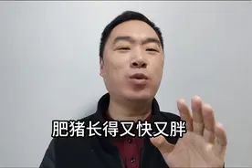 一把食盐一把糖，肥猪长的又快又胖！图片