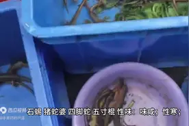 今天介绍第303味中药材，石龙子。图片