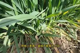 打小麦一喷三防，抓住黄金15天，每亩增产200斤图片