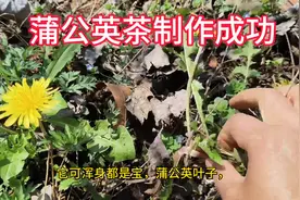 蒲公英和红枣泡水喝具有清热解毒、利尿散结，养血安神等功效图片