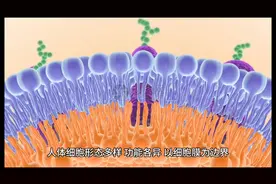 人体结构和功能 人体由细胞、组织、器官和系统构成图片