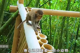 美女徒手打造竹屋，有小狗和猴子相伴，是自然与人文的完美...图片