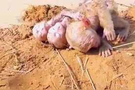 大猴子救上两只膏药猴后续 #坚强的小生命图片