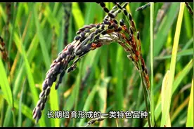 每天学一味中药——黑米图片