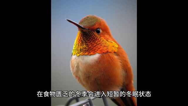 科普|10种会冬眠的动物，你知道吗？