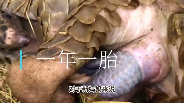 每日科普-甲珠