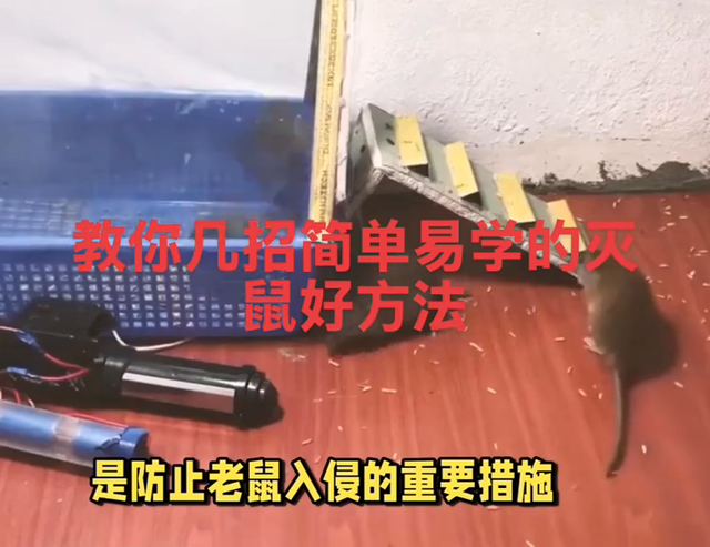 家里进了老鼠不用慌，教你几招简单易学的灭鼠好方法