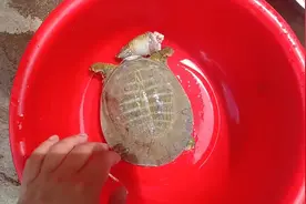 第一杀甲鱼，网上知名厨师说得甲鱼处理注意三步去腥，放血图片