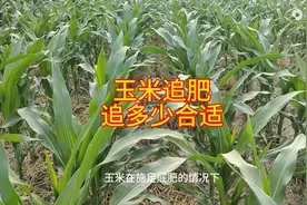 玉米追肥，追多少合适图片
