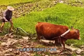 东北鬼故事《黄牛挡路》图片