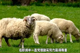 1967年属羊人揭秘晚年生活与人生高峰图片