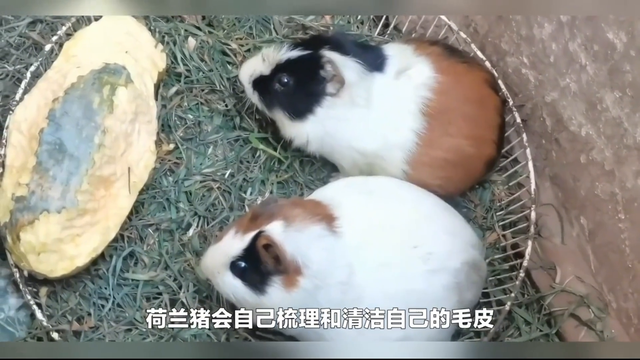 荷兰猪在饲养时要避免哪些误区？
