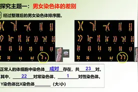 【探究】龙凤胎是怎么来的？为何这两个受精卵会发育成两个...图片