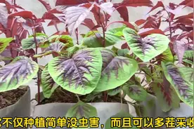 聪明人都这样种苋菜。不仅高产没虫害，30天就可以采收#苋菜图片